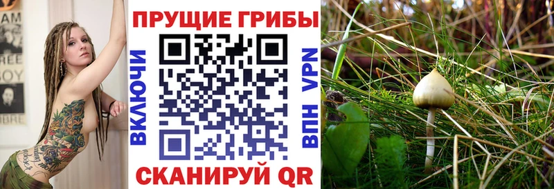 OMG зеркало  Алейск  Псилоцибиновые грибы Psilocybine cubensis  продажа наркотиков 